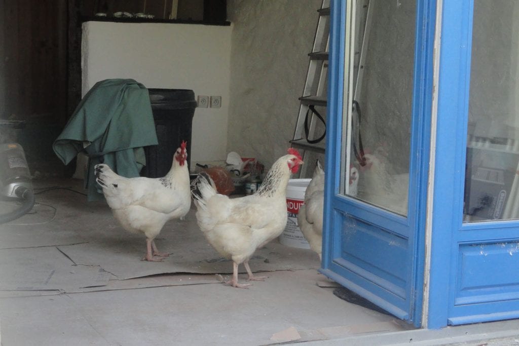 Chicken-with-Dave-Brittany-Holiday-Cottage
