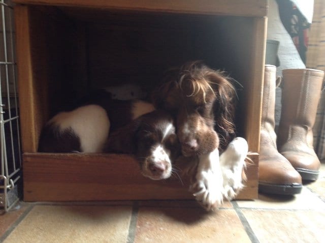 Pups snoring in the den