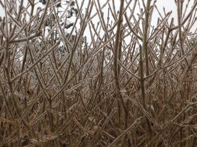 Frosted Hedge