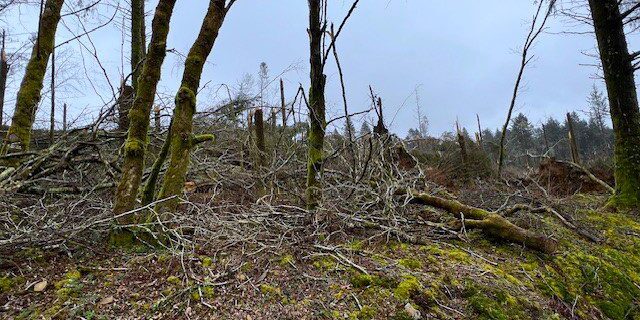 Forêt de Cranou post Storm Ciáran