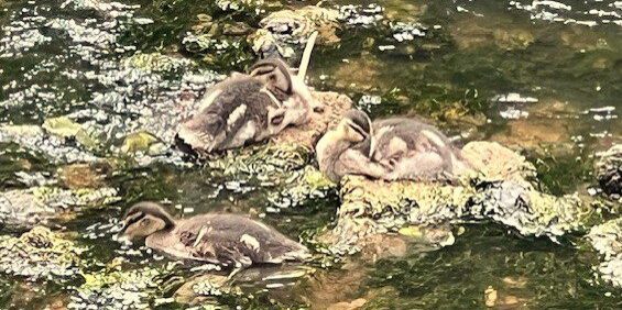 Daoulas ducklings Daoulas ducklings