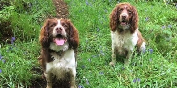 Garratt and Brandon Springer.  Bluebell woods. May 2021