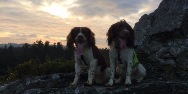 doggies