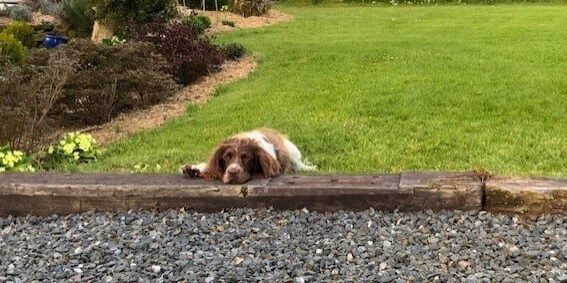 Garratt lounging in the garden