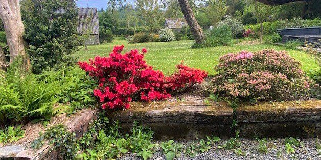 Happy azaleas