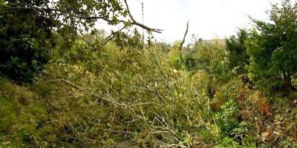 Oaks fallen over power lines on Hent Gorreker