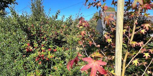 Liquidamber and holly berries at Kergudon