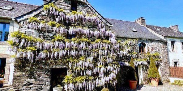 Priory wisteria in bloom