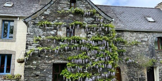 Priory wisteria spring 2023