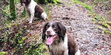 Soggy Doggies