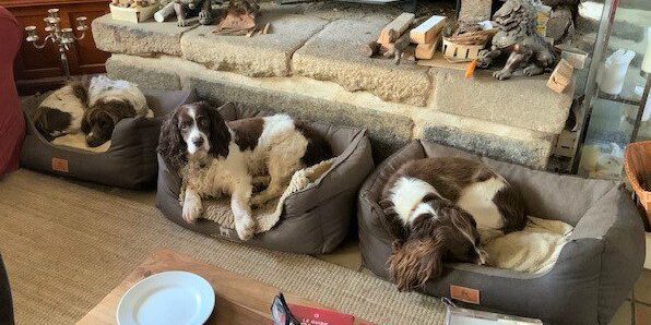 Garratt (L) and Brandon (R) relaxing with their friend, Beau.