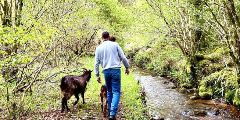 Walking the goats