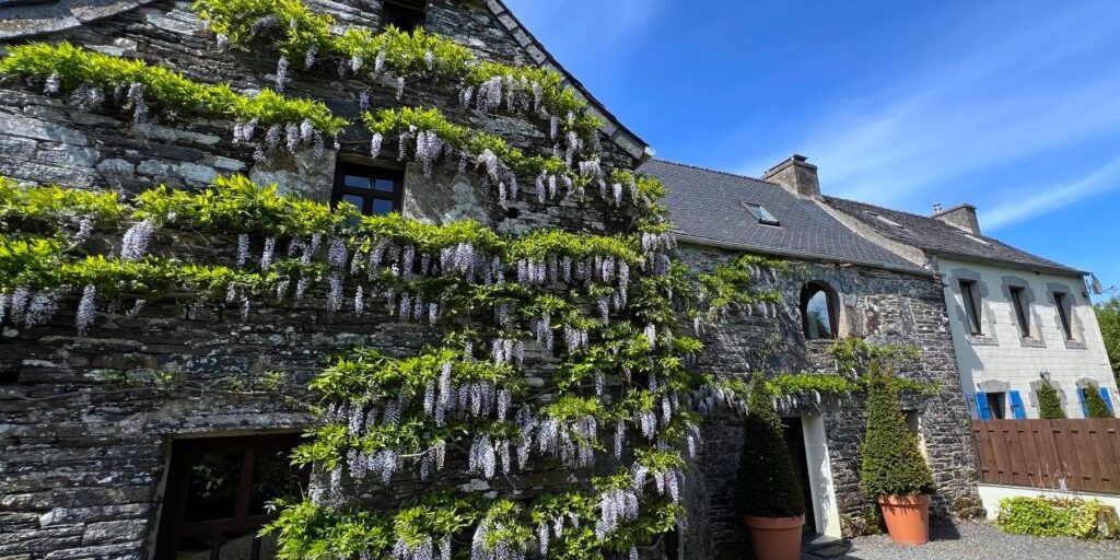 Priory wisteria in bloom May 2024